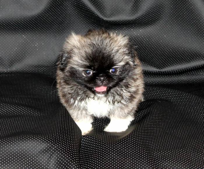 Королевские пекинесы, фотография 5