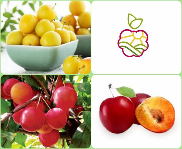 Саженцы алычи в Алматы, опт.розница., фотография 1