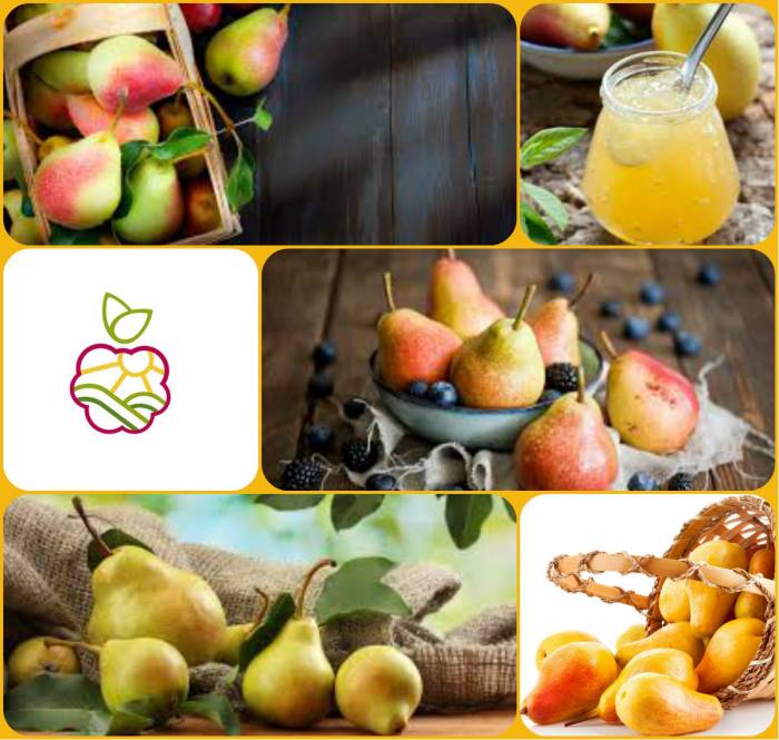 Саженцы груши в Алматы. Оптом и в розницу., фотография 1