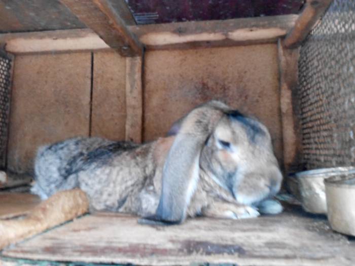 Продаём кроликов, фотография 1