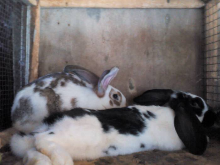 Продаём кроликов, фотография 3