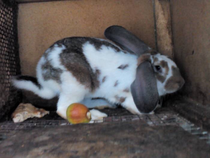 Продаём кроликов, фотография 4