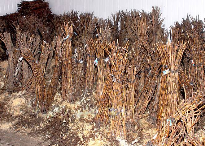 Саженцы малины в Алматы, опт.розница., фотография 1