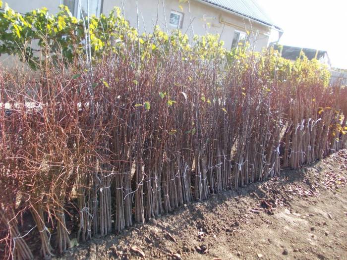 Саженцы вишни в Алматы, опт.розница., фотография 1