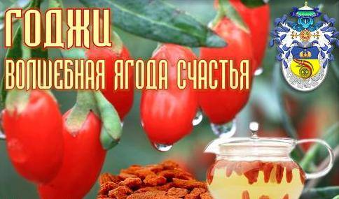 годжи, фотография 1