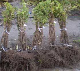 Саженцы смородины в Алматы, опт.розница., фотография 1