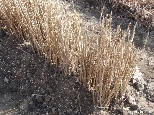 Саженцы ежевики в Алматы, опт.розница., фотография 1