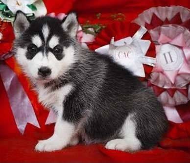  сибирские хаски щенки 100% чистые породы , фотография 1