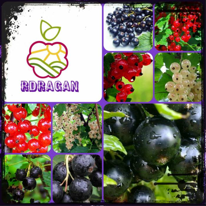 Саженцы смородины черной,красной, белой., фотография 1