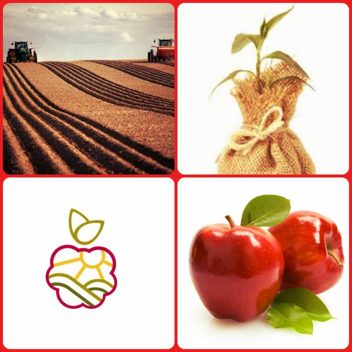 Саженцы плодово-ягодных культур, винограда, декоративных растений и т.д., в Казахстане., фотография 1