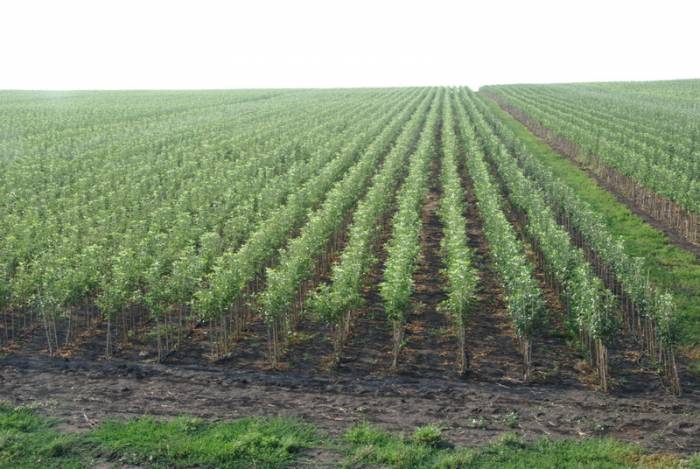 Подвои оптом и в розницу , фотография 1