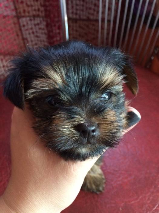 Щенки йоркшиского терьера, фотография 2