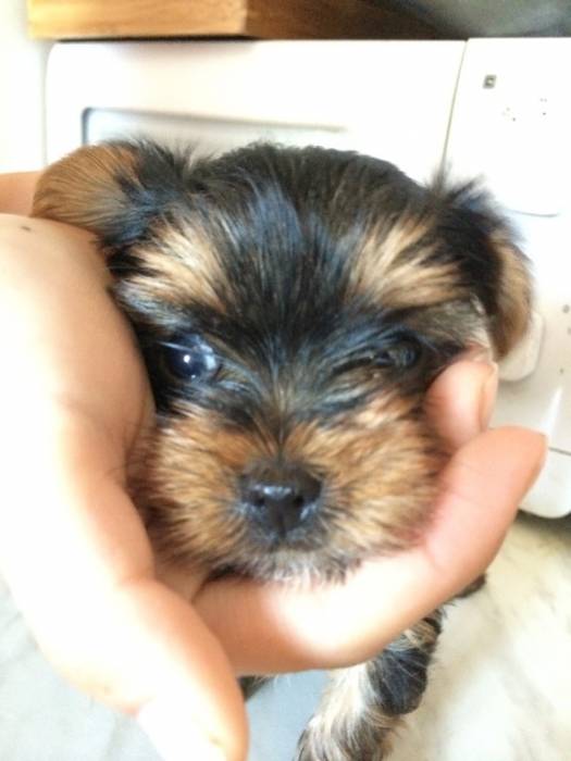 Щенки йоркшиского терьера, фотография 3
