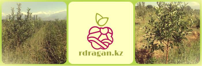 Саженцы яблонь 1-2 летки, Казахстан., фотография 1