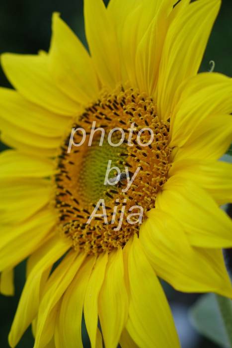 Ищу работу фотографом, фотография 11