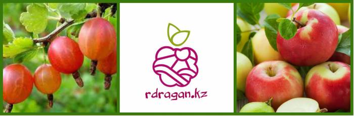 Саженцы, подвои, посадочный материал оптом и в розницу., фотография 1