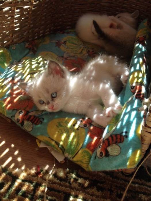 Отдадим котят , фотография 2