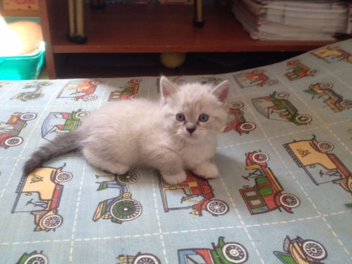 Отдадим котят , фотография 7