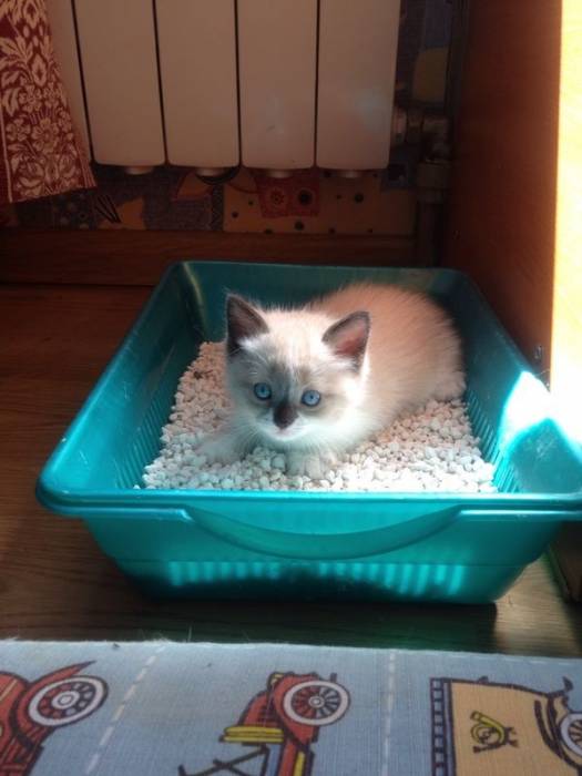 Отдадим котят , фотография 9