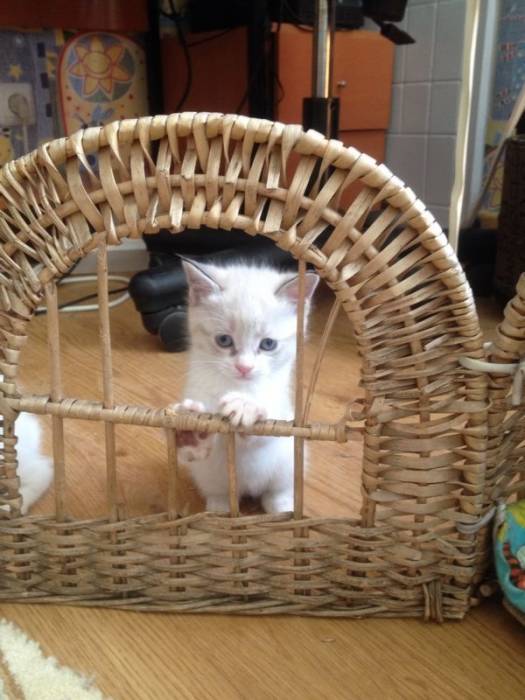 Отдадим котят , фотография 10