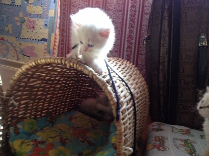 Отдадим котят , фотография 12