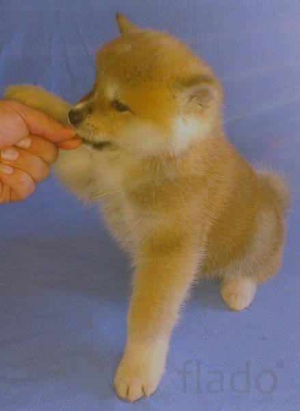 Акита ину щенки, фотография 2