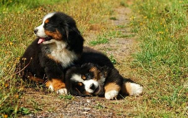 щенки бернского зенненхунда, фотография 1