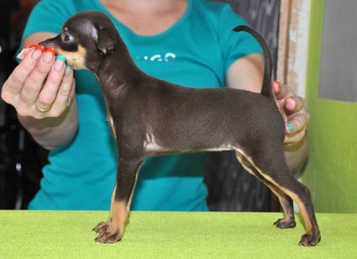 Продам щенков русского тоя, фотография 1