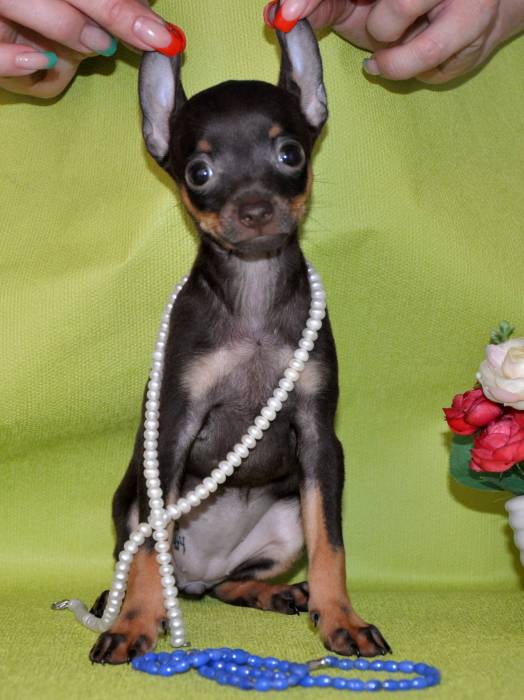 Продам щенков русского тоя, фотография 3