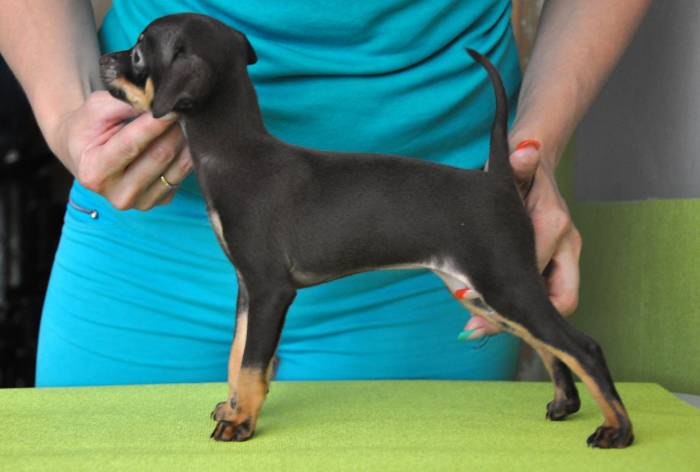 Продам щенков русского тоя, фотография 4