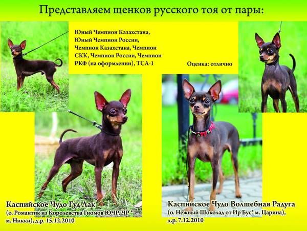 Продам щенков русского тоя, фотография 5