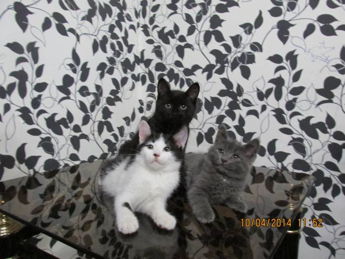 Отдам котят, фотография 1