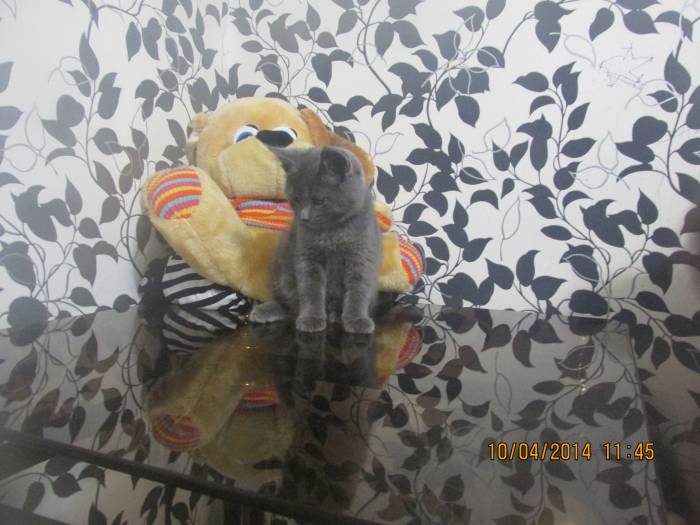 Отдам котят, фотография 2