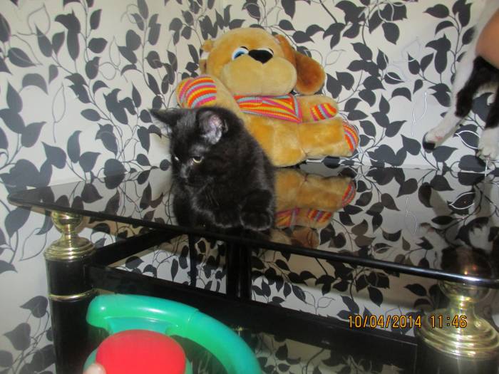 Отдам котят, фотография 3