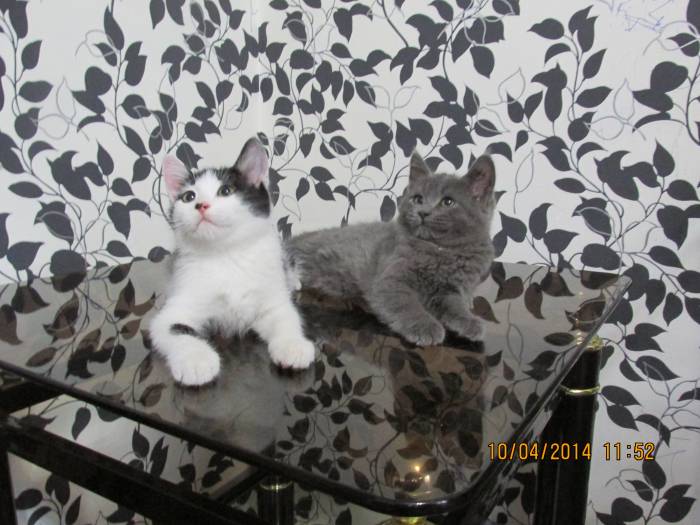 Отдам котят, фотография 4