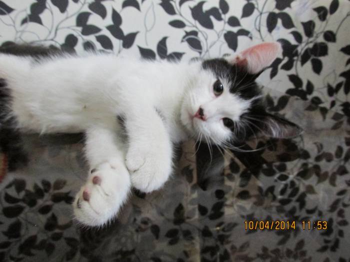 Отдам котят, фотография 5