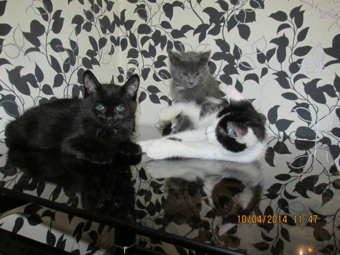 Отдам котят, фотография 6