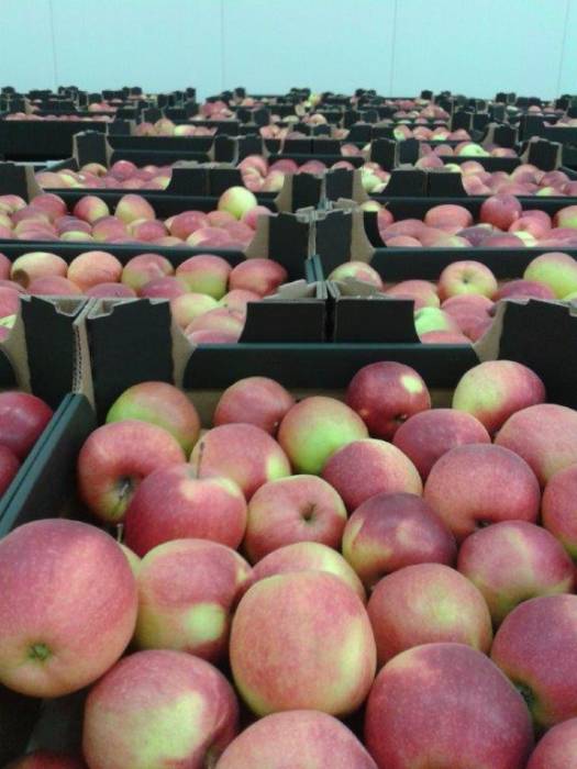 яблоки польские только оптом, фотография 2