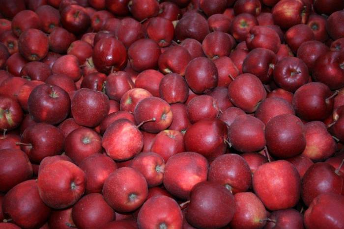 яблоки польские только оптом, фотография 3