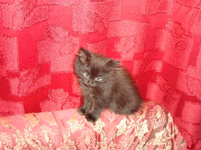 Отдам котят, фотография 1