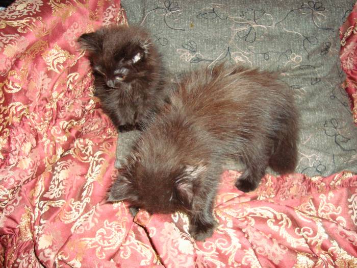 Отдам котят, фотография 3