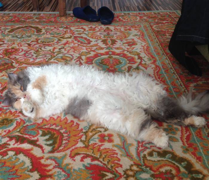 Кошка, фотография 1