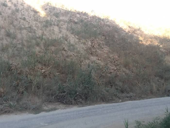 Отдам грунт, фотография 1