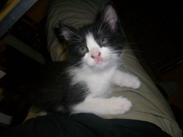 Отдам котят Алматы, фотография 2