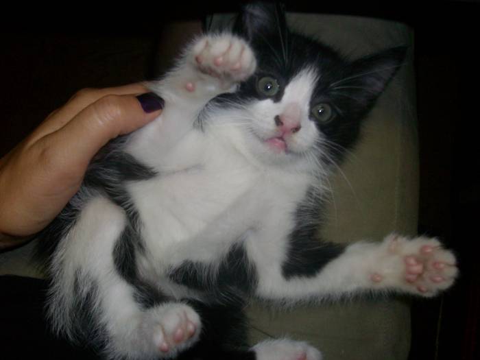 Подарю самых красивых и  талантливых котят, фотография 3
