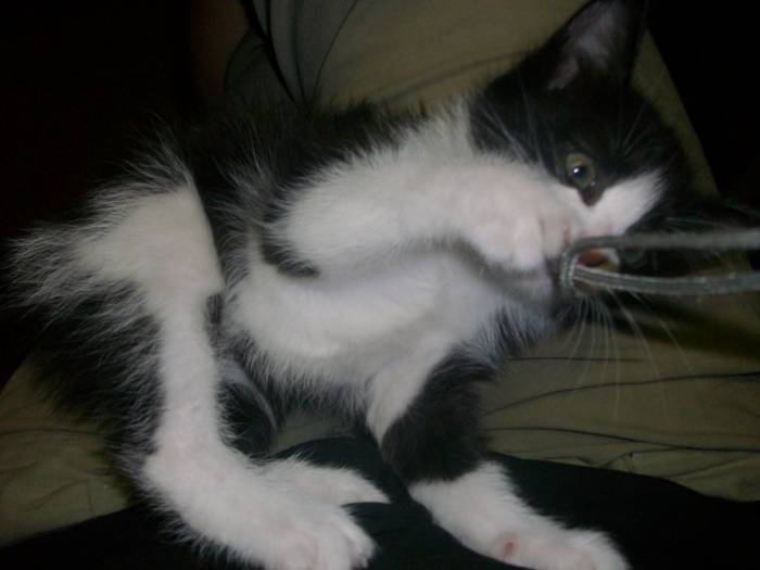 Подарю самых красивых и  талантливых котят, фотография 4