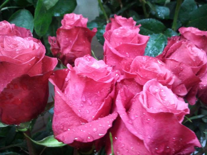 Цветы оптом и в розницу, фотография 4