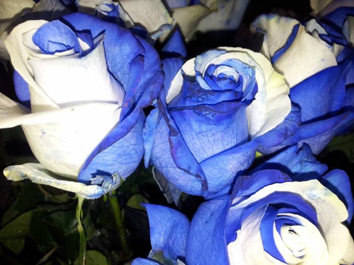 Цветы оптом и в розницу, фотография 8