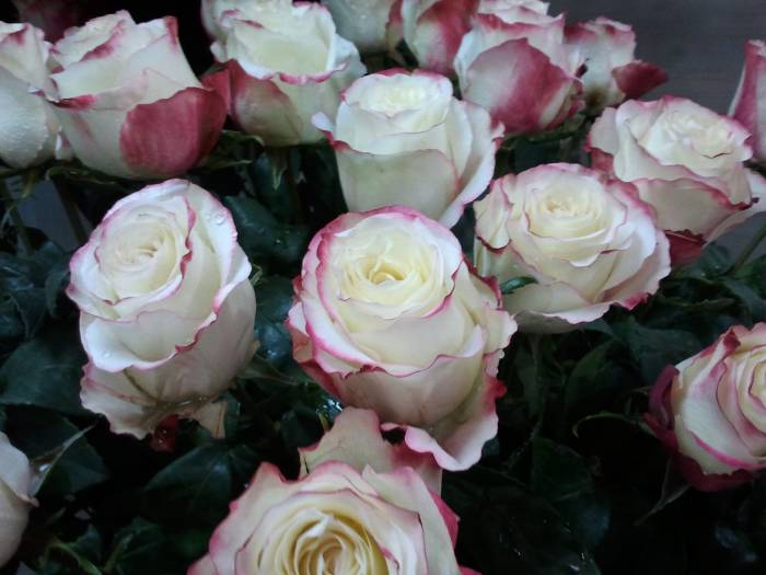 Цветы оптом и в розницу, фотография 9