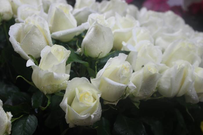 Цветы оптом и в розницу, фотография 11